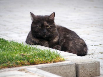 Close-up portrait of black cat on grass