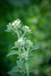 Close-up of white flowering plant