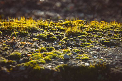 Close-up of water on moss