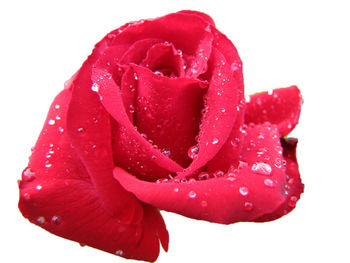 Close-up of wet red flower against white background