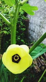 Close-up of yellow flowering plant