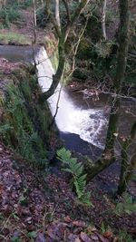 River in forest