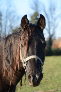 Close-up of horse on field against sky