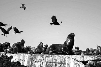 Birds flying over the sea