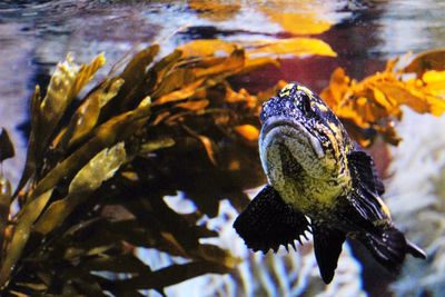 Close-up of turtle in water