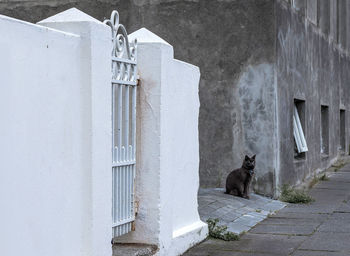 Cat looking through window