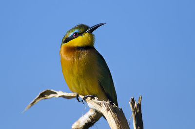 Low angle view of bird perching against clear blue sky