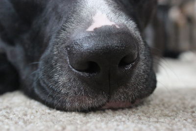 Close-up of a dog resting