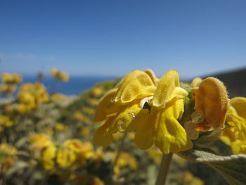 Close-up of yellow flower