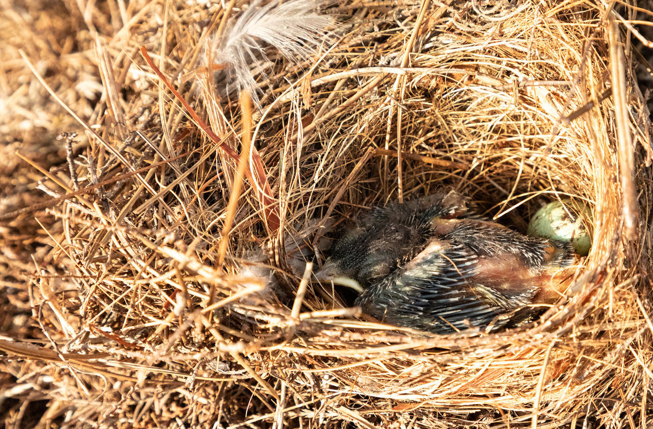 HIGH ANGLE VIEW OF BIRD IN NEST ON HAY