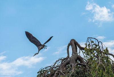 Low angle view of eagle flying against sky