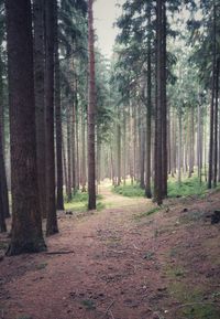 Trees in forest