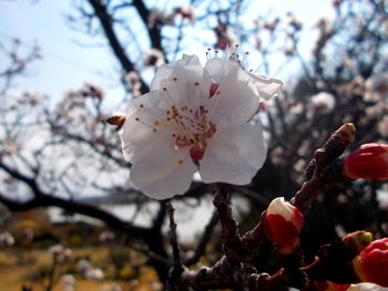 Low angle view of cherry blossom