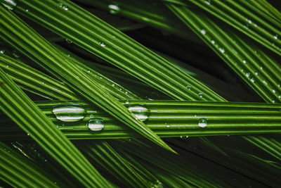 High angle view of raindrops on leaf