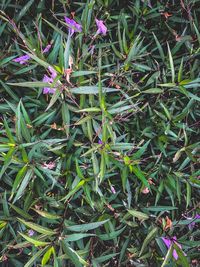 High angle view of plants growing on field