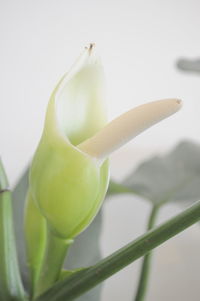 Close-up of green chili peppers on white background