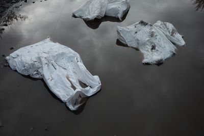 High angle view of leaf floating on water