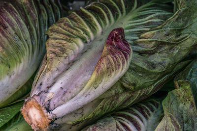 Full frame shot of head of variegated lettuce leaves for sale at farmers market 