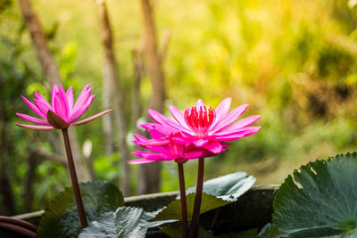 Close-up of pink lotus water lily