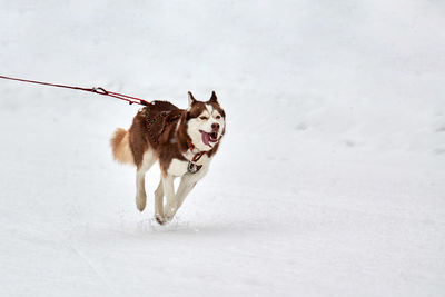 Running husky dog on sled dog racing. winter dog sport sled team competition. siberian husky dog