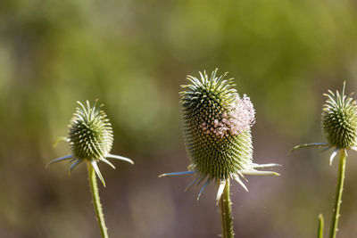 Close-up of wilted plant