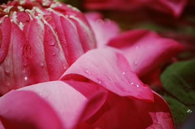 Close-up of raindrops on pink rose