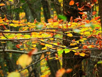 Close-up of autumn leaves on tree