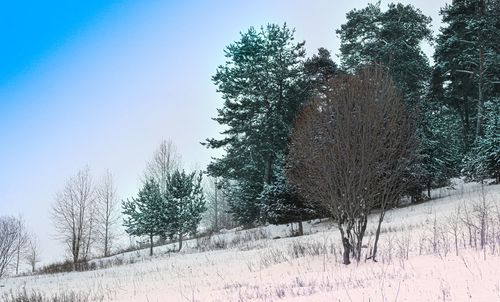 Frozen trees on field against sky during winter