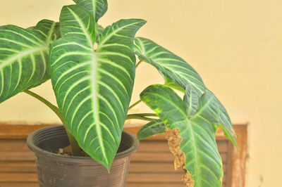 Caladium lindenii magnificum in black pot