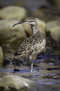 View of a bird in water