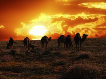 Group of horses on field during sunset