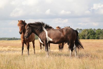 Horses standing on grassy field against sky