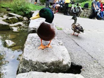 Ducks on rock