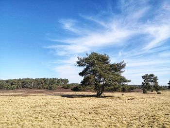 Trees on field against sky