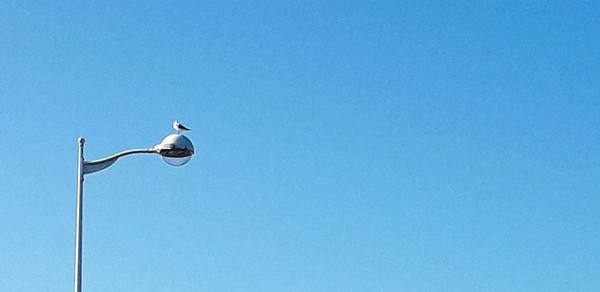 Low angle view of seagull perching on street against sky