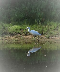 Bird on a lake