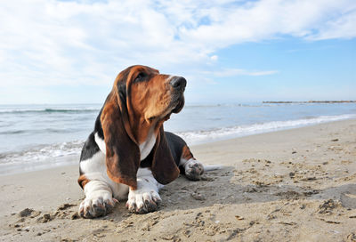 Dog on beach