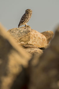 Close-up of bird perching on rock