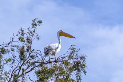 Beautiful and large pelican perching on an eucalyptus tree