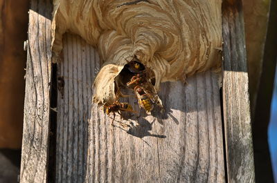 Close-up of wooden door