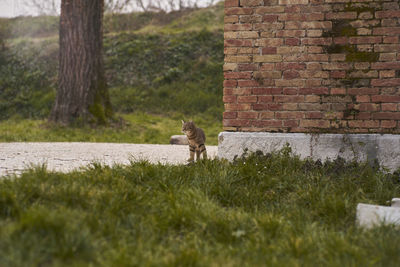 View of a cat on field