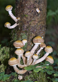 Close-up of mushrooms growing on tree trunk