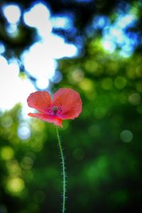 Close-up of pink flowering plant