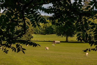 Flock of sheep grazing in a field