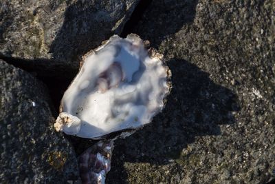 Close-up of shells on rock