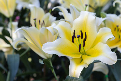 Close-up of yellow lilies