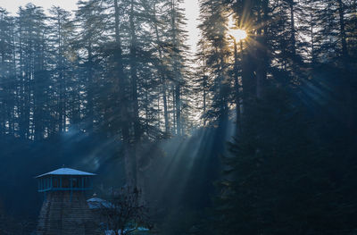 Trees in forest during winter