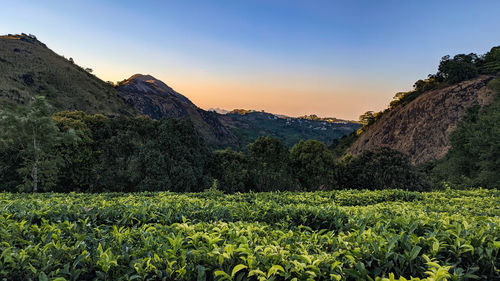 Scenic view of field against sky during sunset