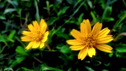 Close-up of yellow flower