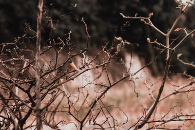 Bare tree against plants